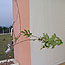 Foto1
